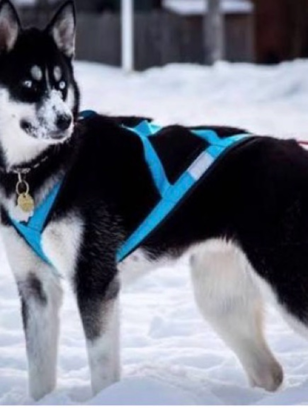 Dog Harness